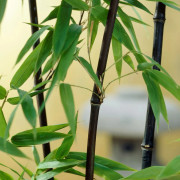 Svartbambu - Phyllostachys nigra (Storlek: 60-80 C2,5)