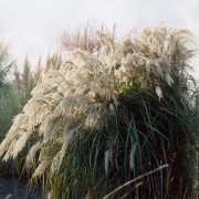 Kopparmiskantus - Miscanthus sinensis Purpurascens (Krukstorlek: 0,5-1L)