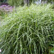 Zebragräs - Miscanthus sinensis Zebrinus (Krukstorlek: 0,5-1L)