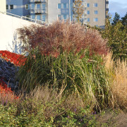 Glansmiskantus - Miscanthus sinensis Malepartus (Krukstorlek: 5L)