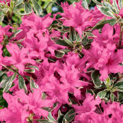 Japansk Azalea - Rhododendron obtusum Silver Queen (Storlek: 20-25 C2)