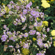 Trädgårdsnäva - Geranium hybr. Summer Skies ® (Krukstorlek: 0,5-1L)