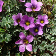Oxalis - Oxalis Gwen McBride (Krukstorlek: 0,5-1L)