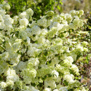 Japansk Snöbollsbuske - Viburnum plicatum Popcorn (Storlek: 40-50 C3)