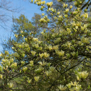 Magnolia - Magnolia Butterflies (Storlek: 60-80 C)
