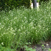 Silverfryle - Luzula nivea (Krukstorlek: 0,5-1L)