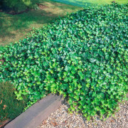 Storbladig Murgröna - Hedera hibernica (helix hibernica) (Krukstorlek: 0,5-1L)