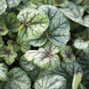 Alunrot - Heuchera hybr. Green Spice (Krukstorlek: 2L)