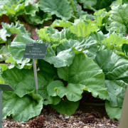 Rabarber / Jordgubbsrabarber - Rheum rhabarbarum Fulton's Strawberry Surprise