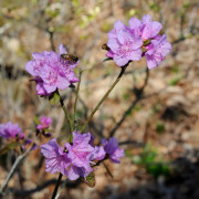 Tidigalpros - Rhododendron x praecox (Storlek: 20-25 C2)