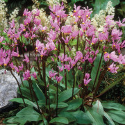 Tolvgudablomma - Dodecatheon meadia (Krukstorlek: 0,5-1L)