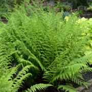 Majbräken - Athyrium filix-femina Rotstiel (Krukstorlek: C11,5cm)