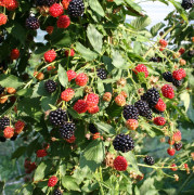 Björnbär - Rubus fruticosus Navaho ® Summerlong ® (Storlek: C5)