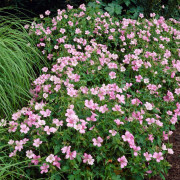 Spansknäva - Geranium endressii Wargrave Pink (Krukstorlek: 0,5-1L)