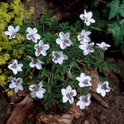 Bräkennäva - Erodium cheilanthifolium (guttatum) (Krukstorlek: 0,5-1L)