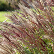 Glansmiskantus - Miscanthus sinensis Red Chief (Krukstorlek: 2L)