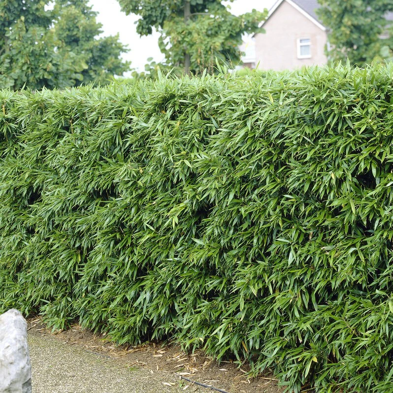 Bissetbambu - Phyllostachys bissetii (Storlek: 40-50 C2)