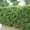 Bissetbambu - Phyllostachys bissetii (Storlek: 40-50 C2)