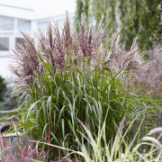 Glansmiskantus - Miscanthus sinensis Volcano (Krukstorlek: 0,5-1L)
