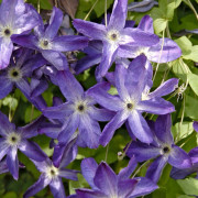 Italiensk Klematis - Clematis viticella Venosa Violacea
