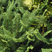 Spetsbräken - Polystichum setiferum Proliferum (Krukstorlek: 0,5-1L)