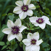 Paradisklematis - Clematis florida sieboldiana