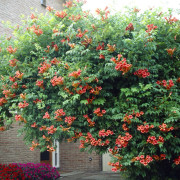 Trumpetranka - Campsis radicans Flamenco (Storlek: 80-100 C2)