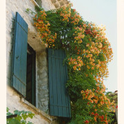 Trumpetranka - Campsis radicans Flava (Storlek: 60-80 C2)