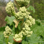 Rabarber - Rheum rhabarbarum Glaskin´s Perpetual (Glaskin´s) (Storlek: C3)