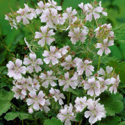 Nätnäva - Geranium renardii (Krukstorlek: 0,5-1L)
