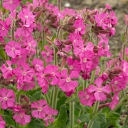 Rödblära - Silene dioica Rolly´s Favourite ® (Krukstorlek: 0,5-1L)