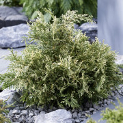 Ädelcypress - Chamaecyparis lawsoniana Pearly Swirls (Storlek: 20-25 C2)