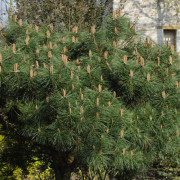 Svarttall - Pinus nigra Pierrick Bregéon (Brepo ®) (Storlek: 25-30 C3)