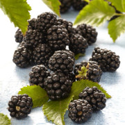 Björnbär - Rubus fruticosus Himalaya (Storlek: C1,7)