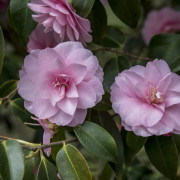 Kamelia - Camellia cuspidata Spring Festival (Storlek: 30-40 C1,5)