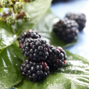 Björnbär - Rubus fruticosus Navaho ® Big and Early ® (Storlek: 30-40 C3,4)