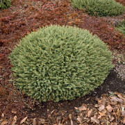 Krypgran - Picea abies Repens (Storlek: 20-25 C3)