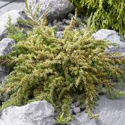 Krypen - Juniperus communis Lemon Carpet (Storlek: 20-25 C2)