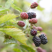 Björnbär - Rubus fruticosus Reuben ® (Storlek: C1,7)