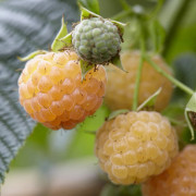 Hösthallon - Rubus idaeus Golden Bliss (Storlek: C1,7)