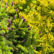 Kottegran - Picea abies Acrocona (Storlek: 40-50 C)