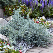 Himalayaen - Juniperus squamata Tropical Blue (Storlek: 20-25 C3)