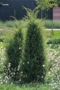 Träden - Juniperus communis Suecica (Storlek: 30-40 co)