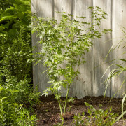 Japansk Lönn - Acer palmatum Going Green ® (Storlek: busk C3)