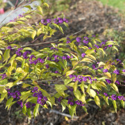 Koreanskt Glasbär - Callicarpa dichotoma Issai ® (Storlek: 40-60 C3)