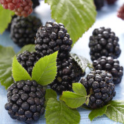 Björnbär - Rubus fruticosus Thornfree (Storlek: C2)