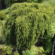 Hänghemlock - Tsuga canadensis Pendula (Storlek: 60-80 C5)