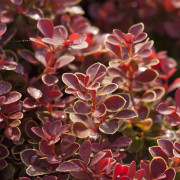 Dvärgberberis - Berberis thunbergii Ruby Star ® (Storlek: 20-25 C2,8)