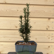 Idegran - Taxus baccata Black Tower (Storlek: 25-30 C2)