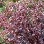 Brokberberis - Berberis thunbergii Rose Glow (Storlek: 30-40 C3)